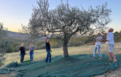 1600x800 Olive Harvest
